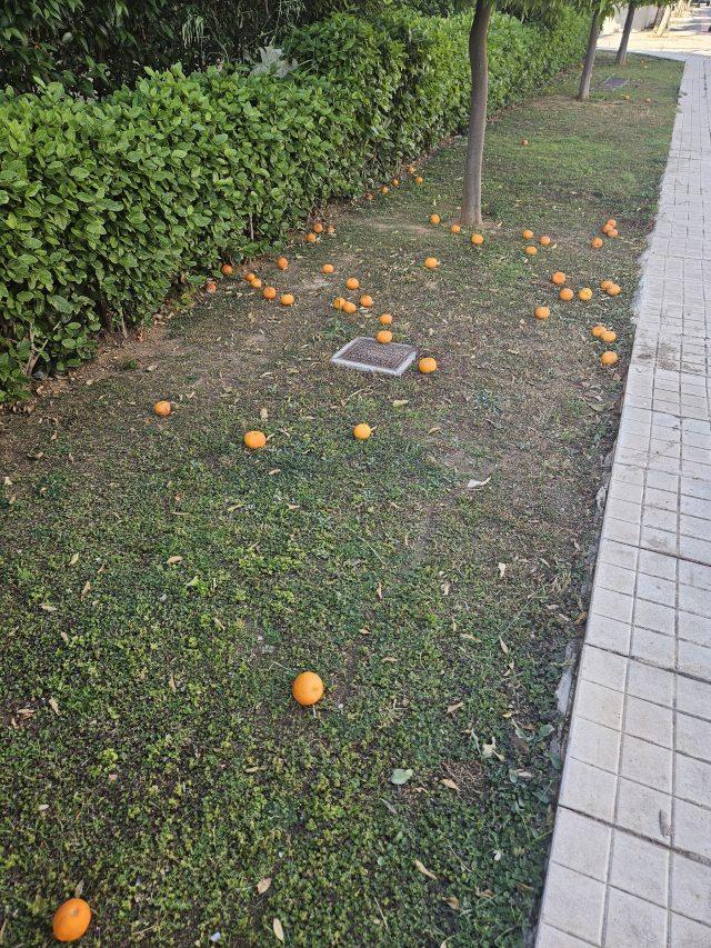 Γλυφάδα κήποι σήμερα! Πω – Πω νεράτζια!