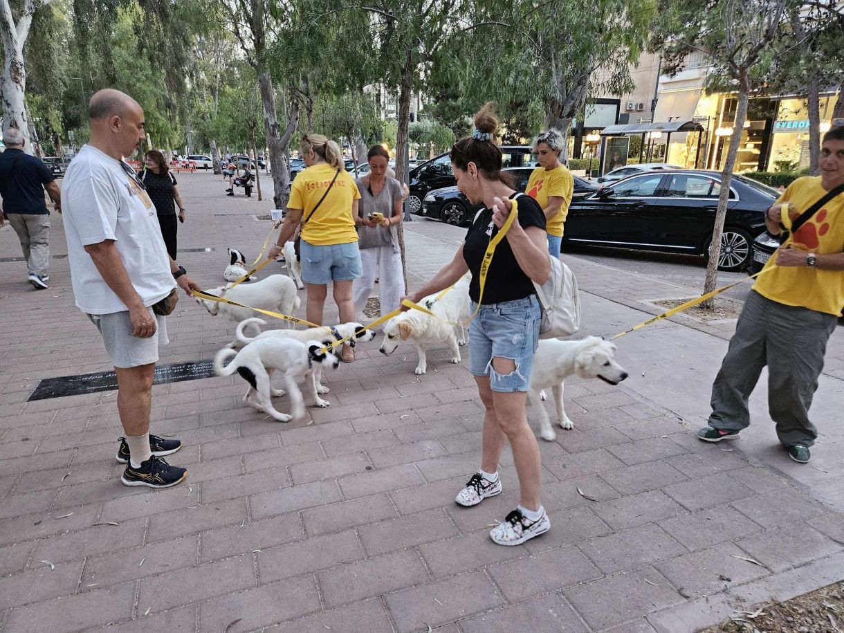 Γλυφάδα (βίντεο)! Υιοθετείστε ΑΓΓΕΛΟΥΣ αδέσποτα! Οι φιλόζωους μας λένε τις προυποθέσεις