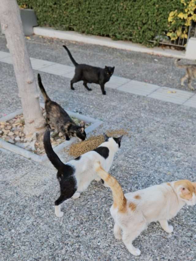 Γλυφάδα! Μεγάλη μάδα από γάτες έρχονται πάνων μας κάνοντας ΧΟΡΩΔΙΑ πριν το γεύμα τους