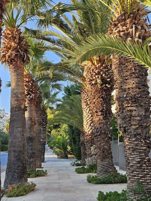 Γλυφάδα σήμερα! Βρήκαμε πεζοδρόμιο με 2 σειρές φοίνικες και 15 πλακάκια στο πλάτος
