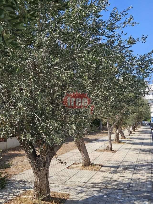Λάδι τιμή λίτρου! Η μείωση δεν εμφανίστηκε στα ράφια ακόμα! Προσγειώθηκαν όσοι αισχροκερδούσαν