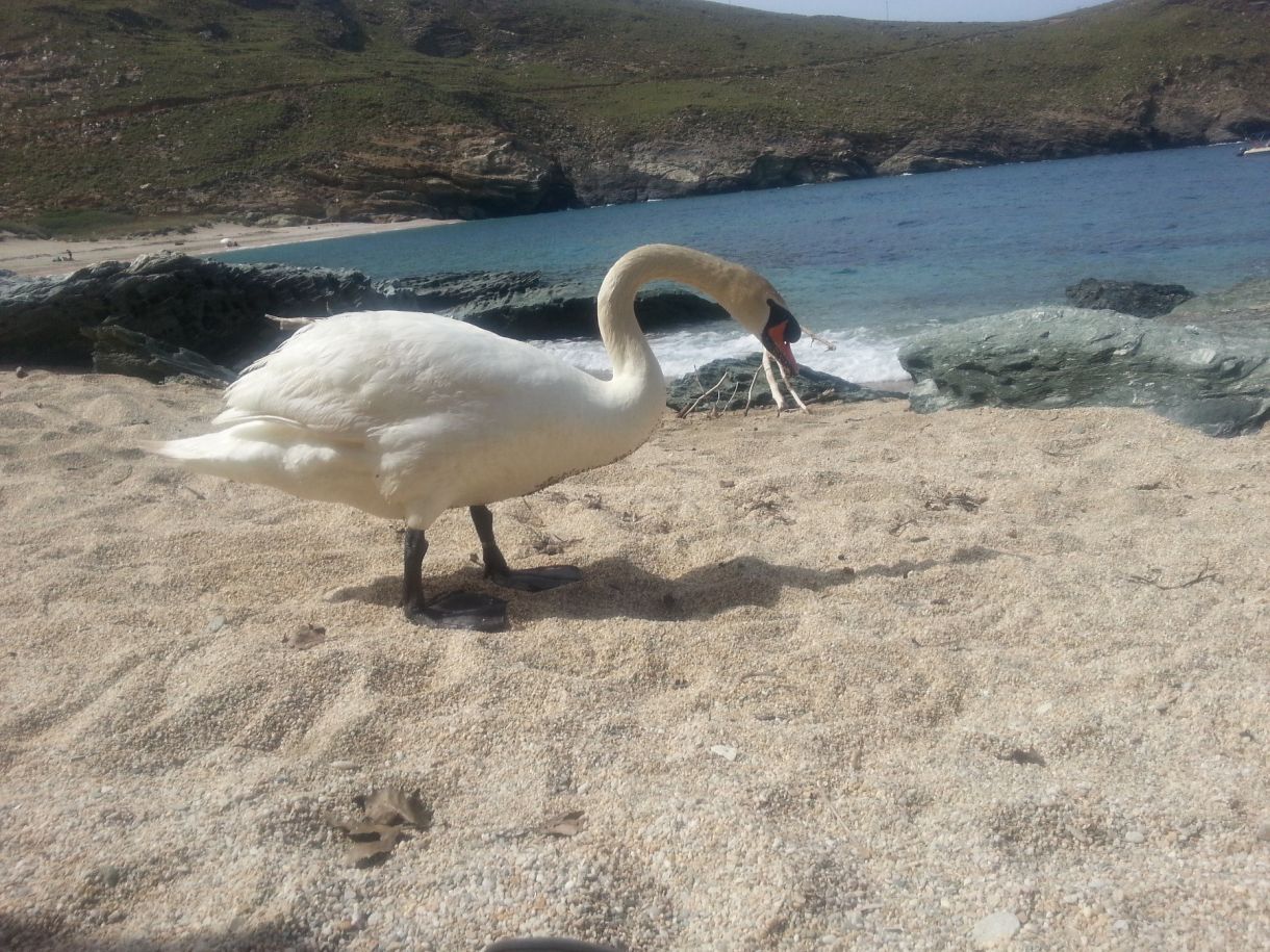Ελλάδα νησιά παραλίες Μια πάπια μα ποια.πάπια 1
